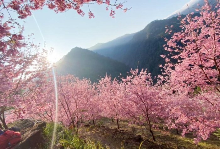 櫻花步道 櫻花步道