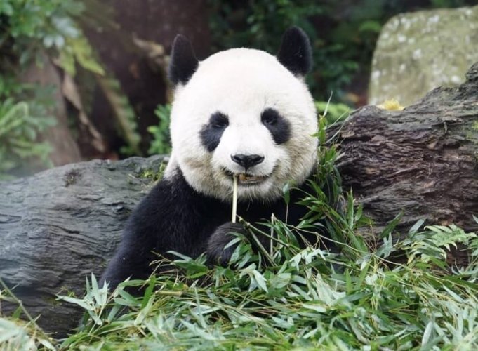 木柵動物園熊貓 木柵動物園熊貓