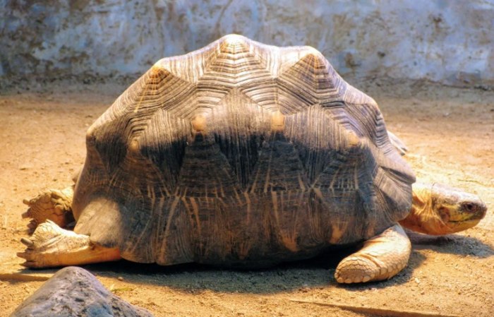 京都市動物園 京都市動物園
