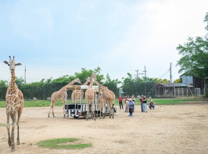 泰國動物園 泰國動物園