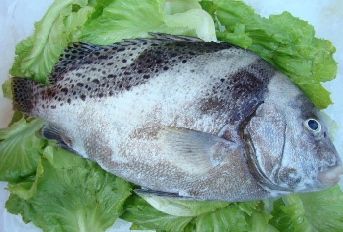 加志魚 加志魚