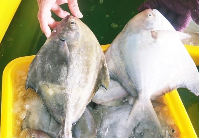 鯧魚 鯧魚
