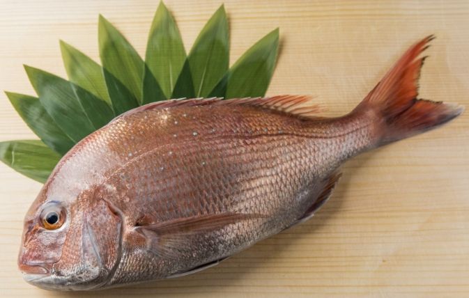 鯛魚 鯛魚