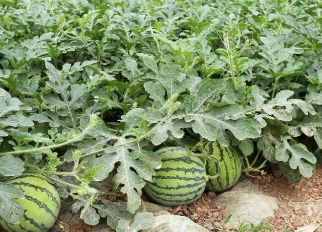 西瓜種植 西瓜種植
