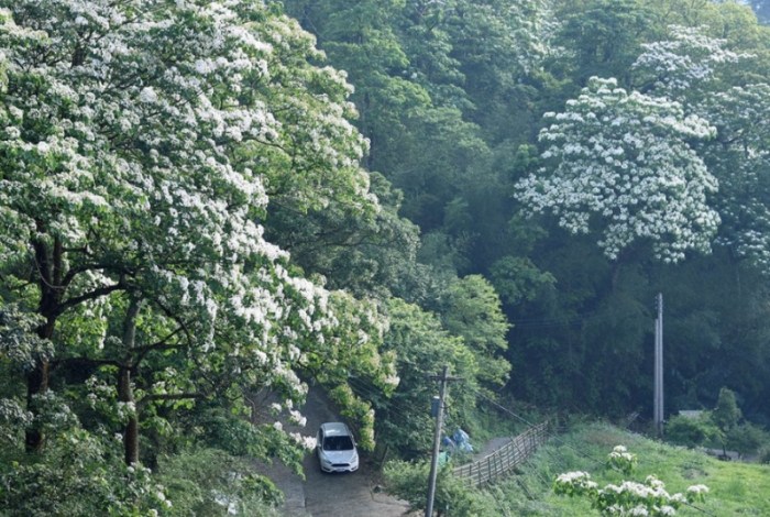 神棹山桐花步道 神棹山桐花步道