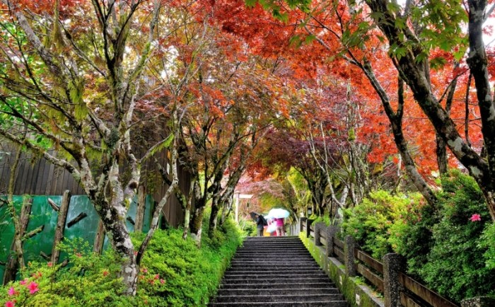太平山國家森林遊樂區 太平山國家森林遊樂區