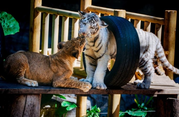 廣州長隆動物園 廣州長隆動物園