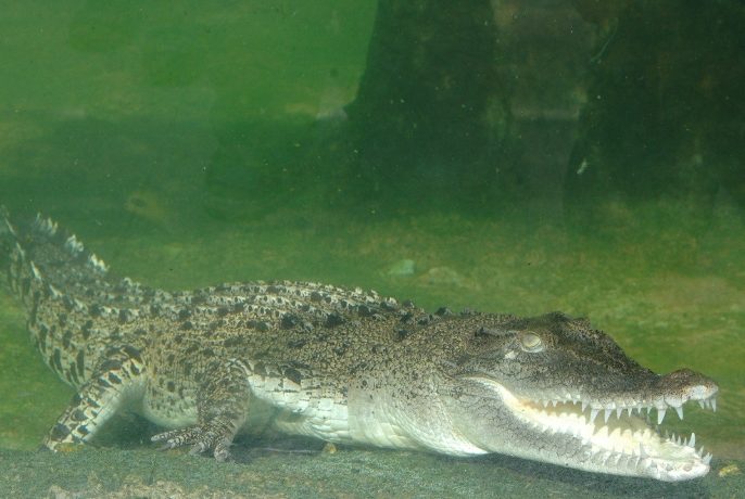 香港動物園