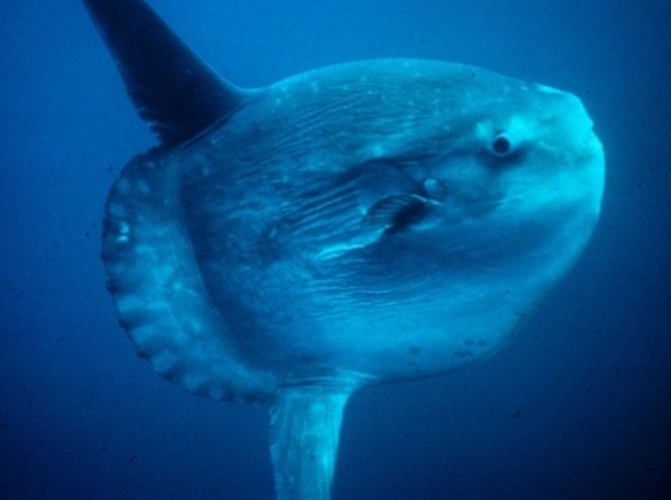 曼波魚 曼波魚