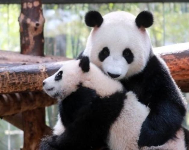 上海野生動物園