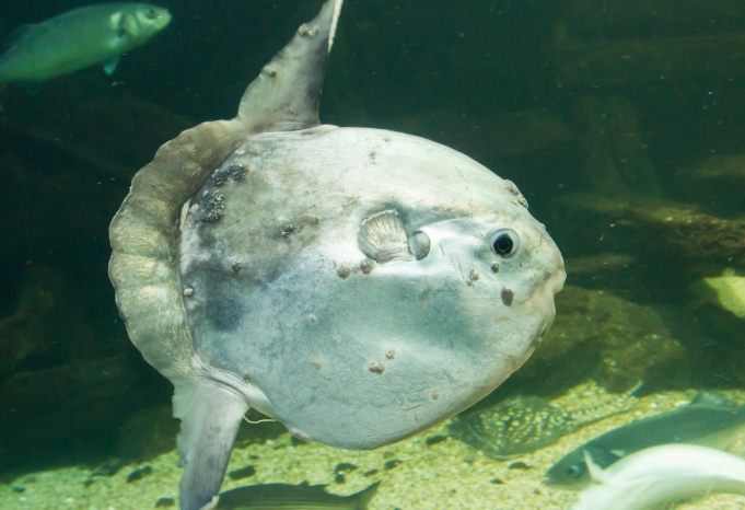曼波魚 曼波魚