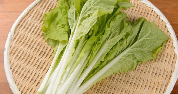 小白菜種植 小白菜種植