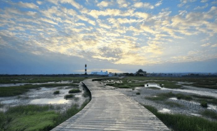 高美濕地一日遊