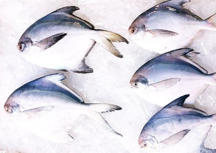 鯧魚 鯧魚