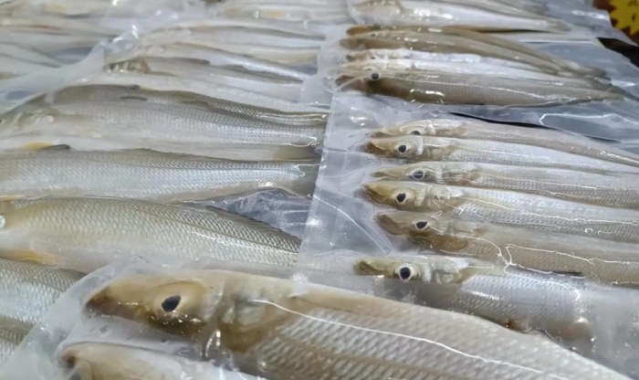 沙腸魚 沙腸魚