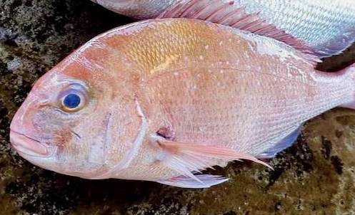 嘉臘魚 嘉臘魚