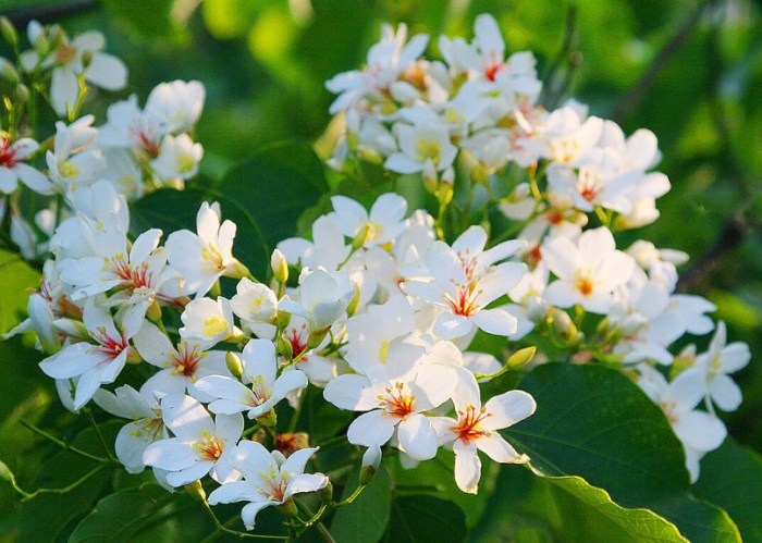 油桐花秘境 油桐花秘境