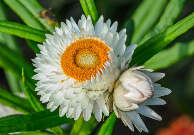 麥桿菊 麥桿菊