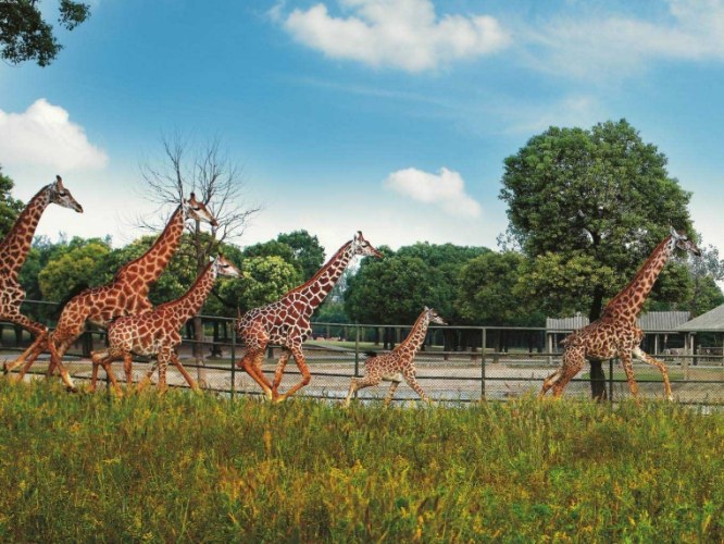 上海野生動物園