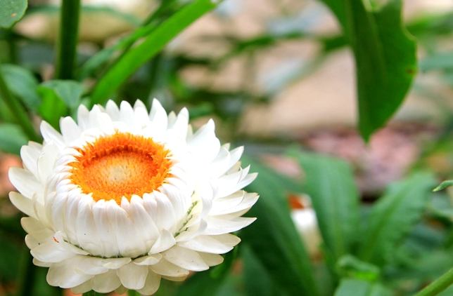 麥桿菊 麥桿菊