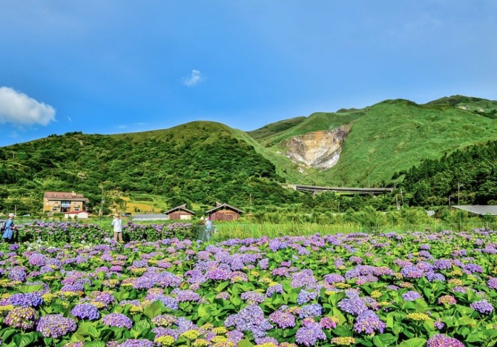 竹子湖 竹子湖