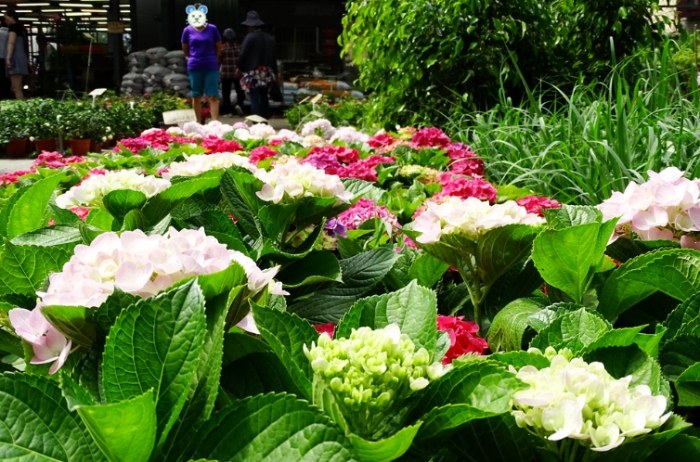 三峽花市 三峽花市