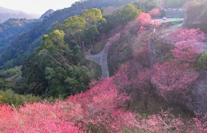 協雲宮櫻花步道