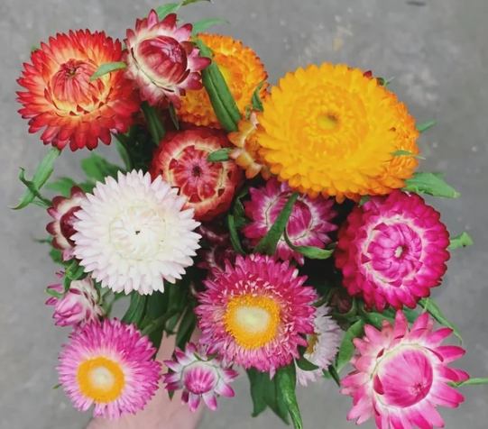麥桿菊 麥桿菊