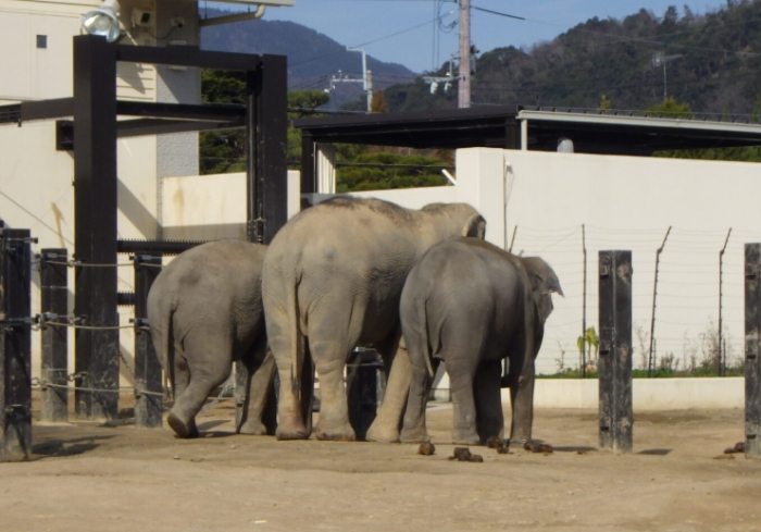 京都市動物園 京都市動物園