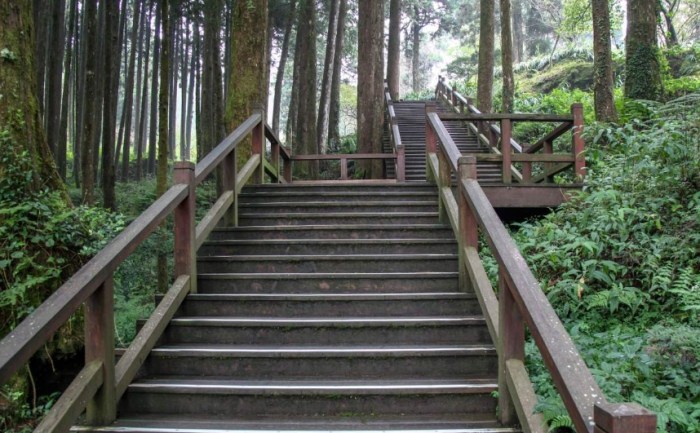 奮起湖杉林步道