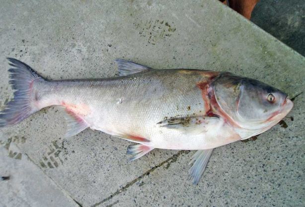 鰱魚 鰱魚