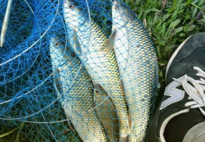 青雞魚 青雞魚