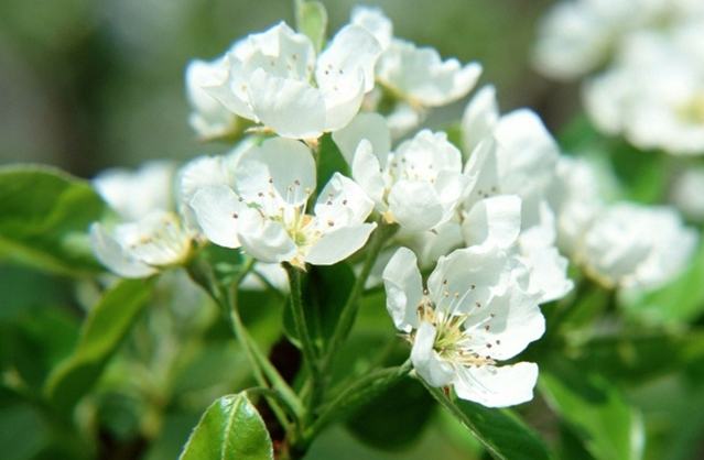 荼蘼花語 荼蘼花語