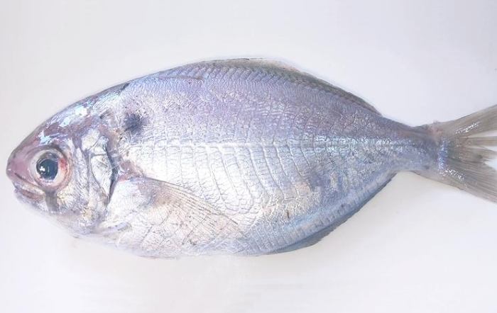 鯧魚 鯧魚