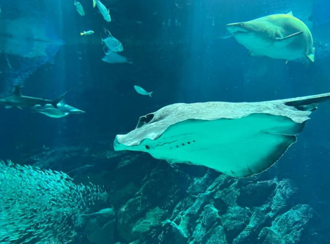 福岡水族館 福岡水族館