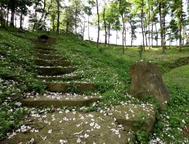 桐花步道