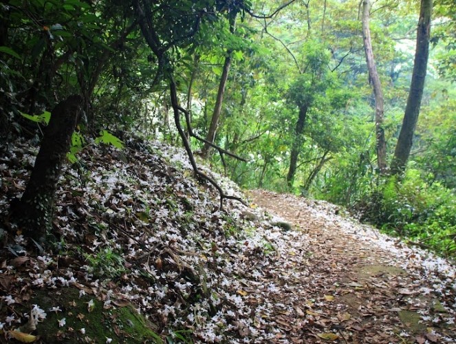 大坑桐花步道 大坑桐花步道