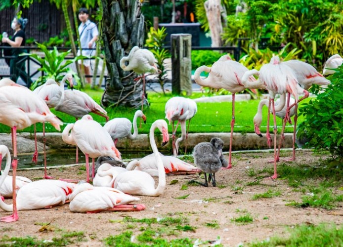 綠山動物園