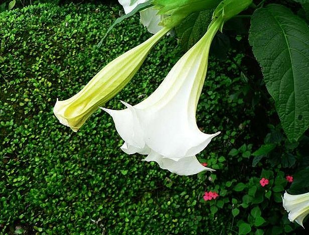 曼陀羅花 曼陀羅花
