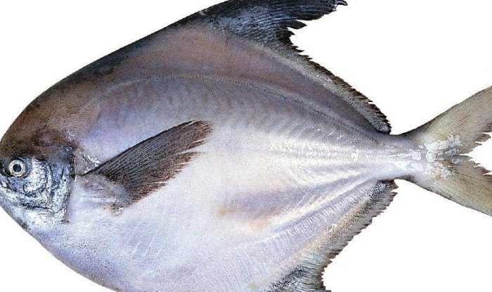 鯧魚 鯧魚
