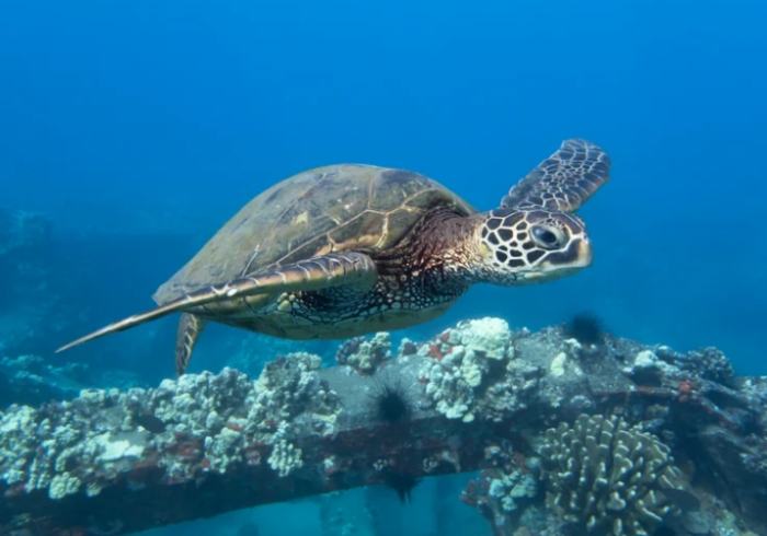 海龜湯 海龜湯