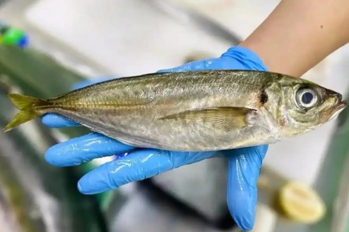 竹筴魚
