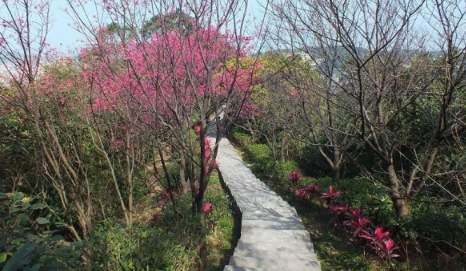 紅淡山 紅淡山