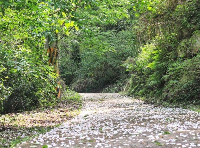 神棹山桐花步道 神棹山桐花步道