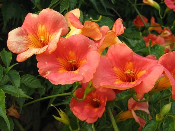 凌霄花 凌霄花
