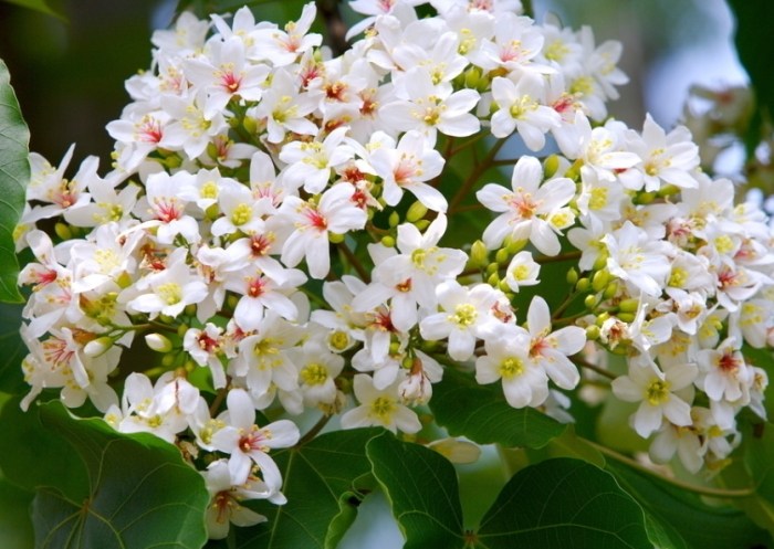 油桐花秘境 油桐花秘境