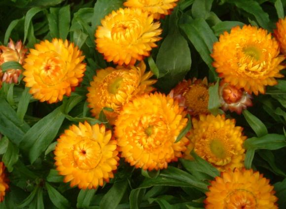麥桿菊 麥桿菊