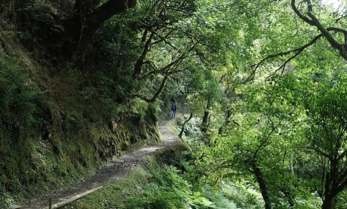 桃園拉拉山 桃園拉拉山