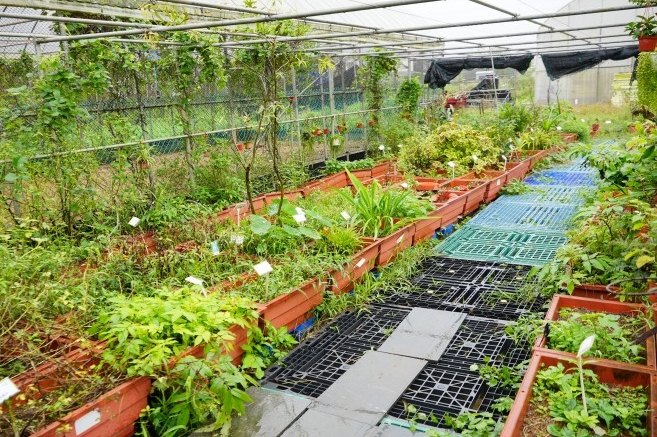 金山農場 金山農場