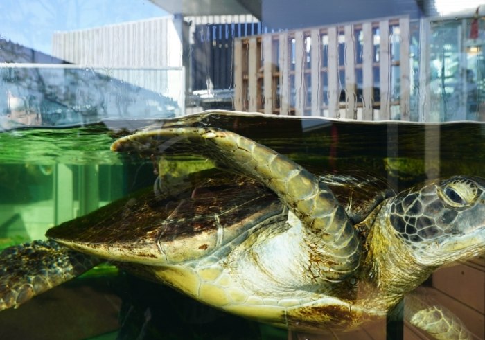 田尾水族館 田尾水族館